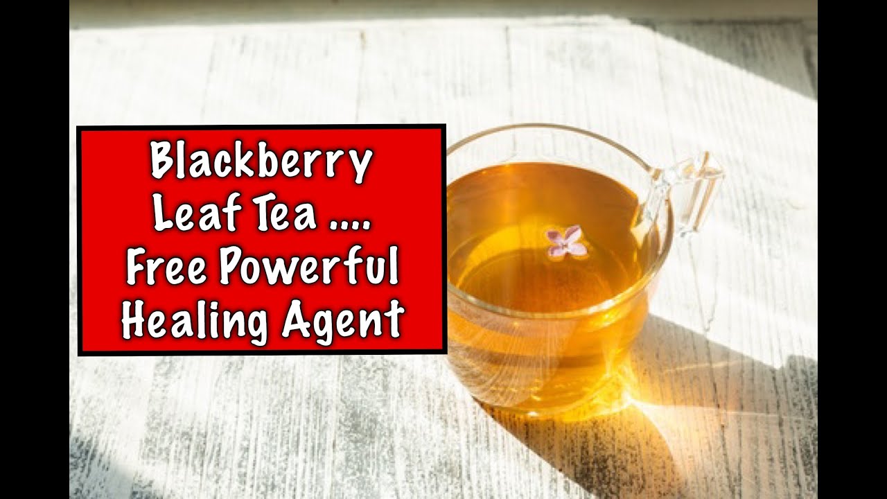 Blackberry Leaf Tea - A Free Powerful Healing Agent