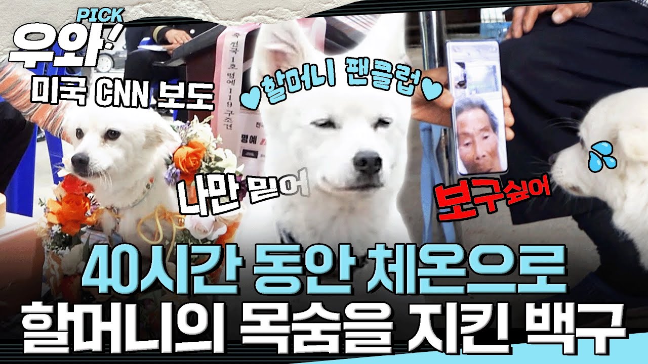 [⭐&zwj;️#우와픽] 할머니가 실종된 40시간 내내 옆에서 온기를 나누던 백구🥹 현장의 순간까지...? #순간포착세상에이런일이 #우와한비디오 #우와픽