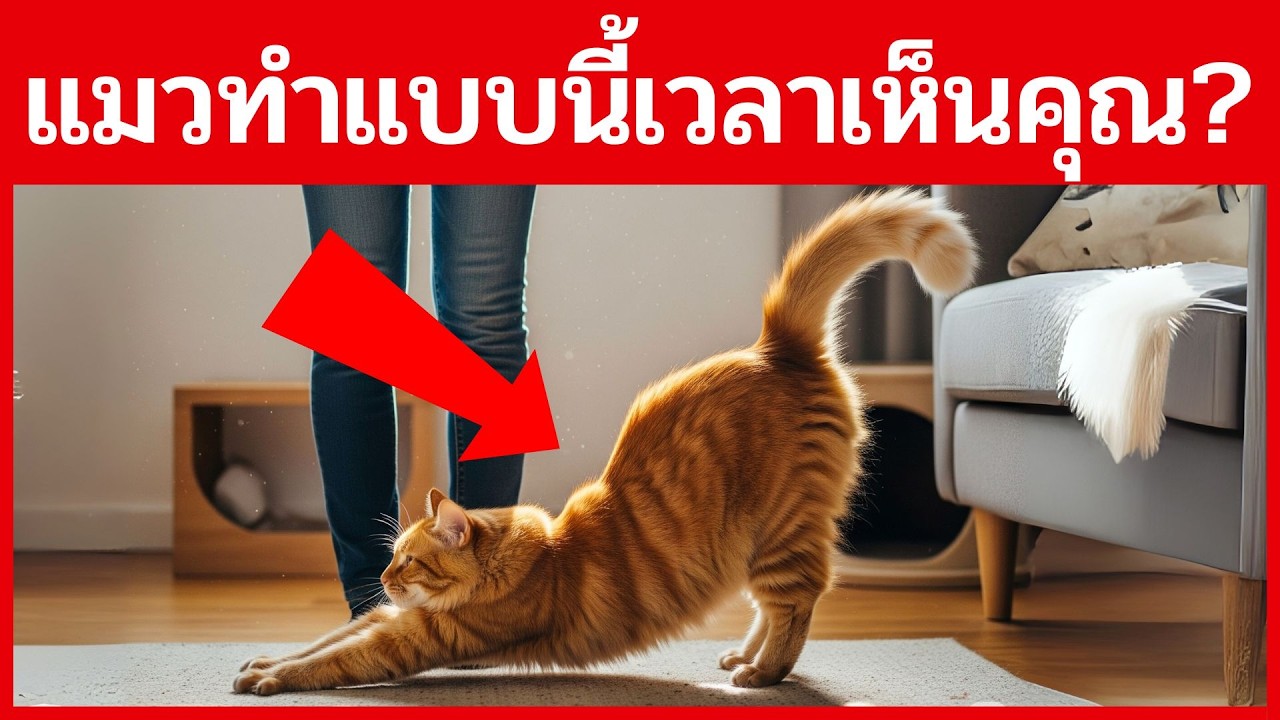 แมวไม่ได้แค่ทำตัวน่ารัก... แต่กำลังบอกอะไรบางอย่างกับคุณ!