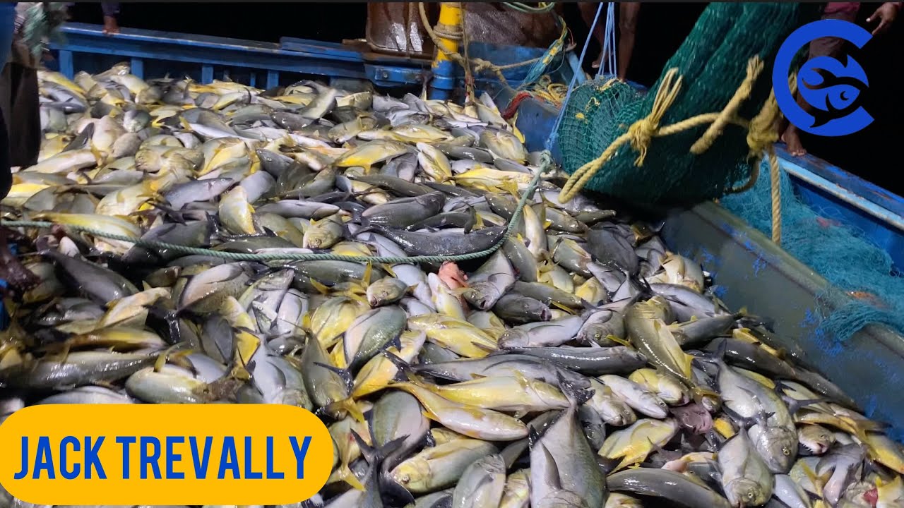Jack Trevally, Bluefin Trevally | Christy Boat Fishing | Kanyakumari