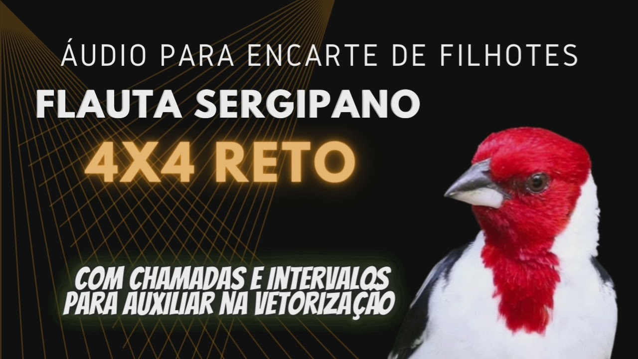 Canto Flauta Sergipano 4x4 Reto, ideal para Encarte de filhotes