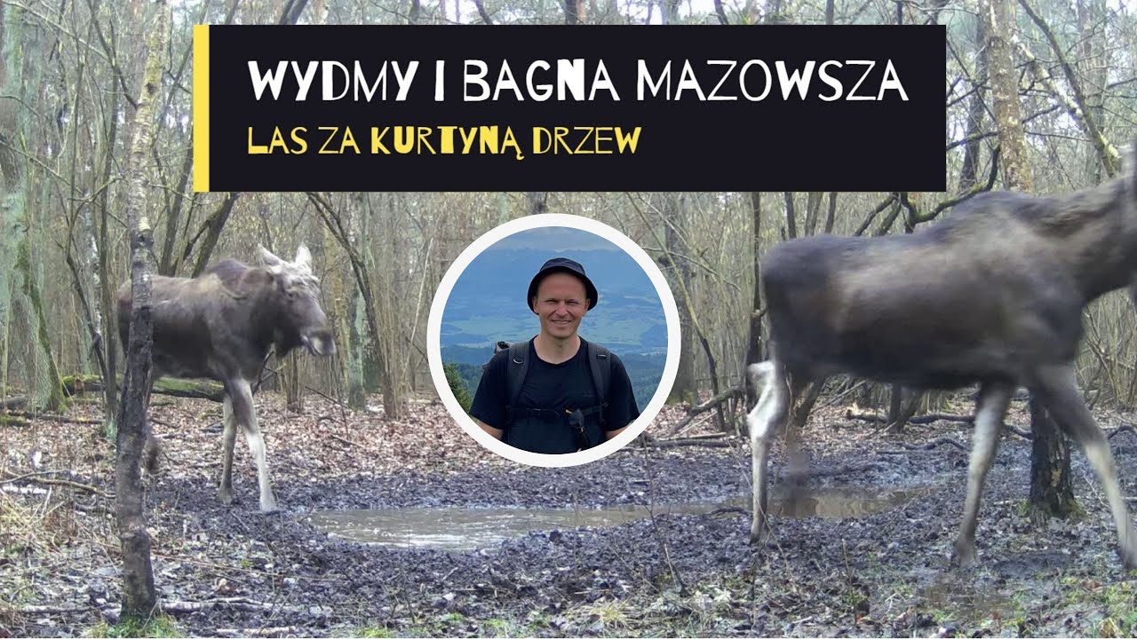 [ENG SUB] Wydmy i bagna Mazowsza ‐ film z fotopułapki - Cykl: Las za kurtyną drzew