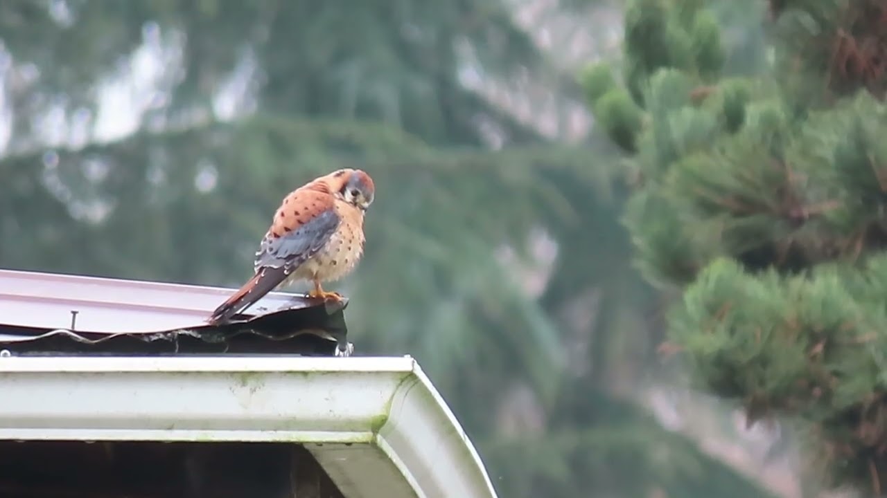 2/8/26 - Male Kestrel Heritage Farm