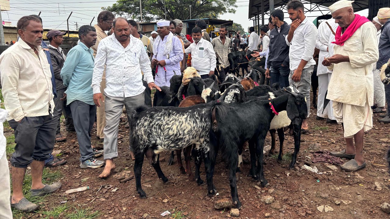 महाराष्ट्रातील सर्वात मोठा शेळ्या मेंढ्या चा बाजार | 27/09/2025 (शनिवार)चाकण बकरी बाजार अपडेट |