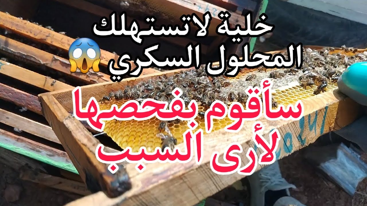 #شاهد_اليوم #فحص #خليه_النحل لا تقوم باستهلاك #المحلول #السكري . (#للمبتدئين )