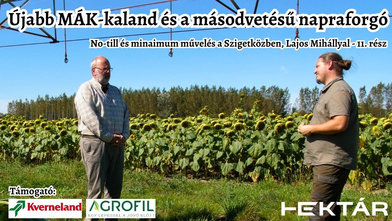 Újabb direktvetett mák kaland és a másodvetésű napraforgó reménye - No-till és min-till Szigetközben