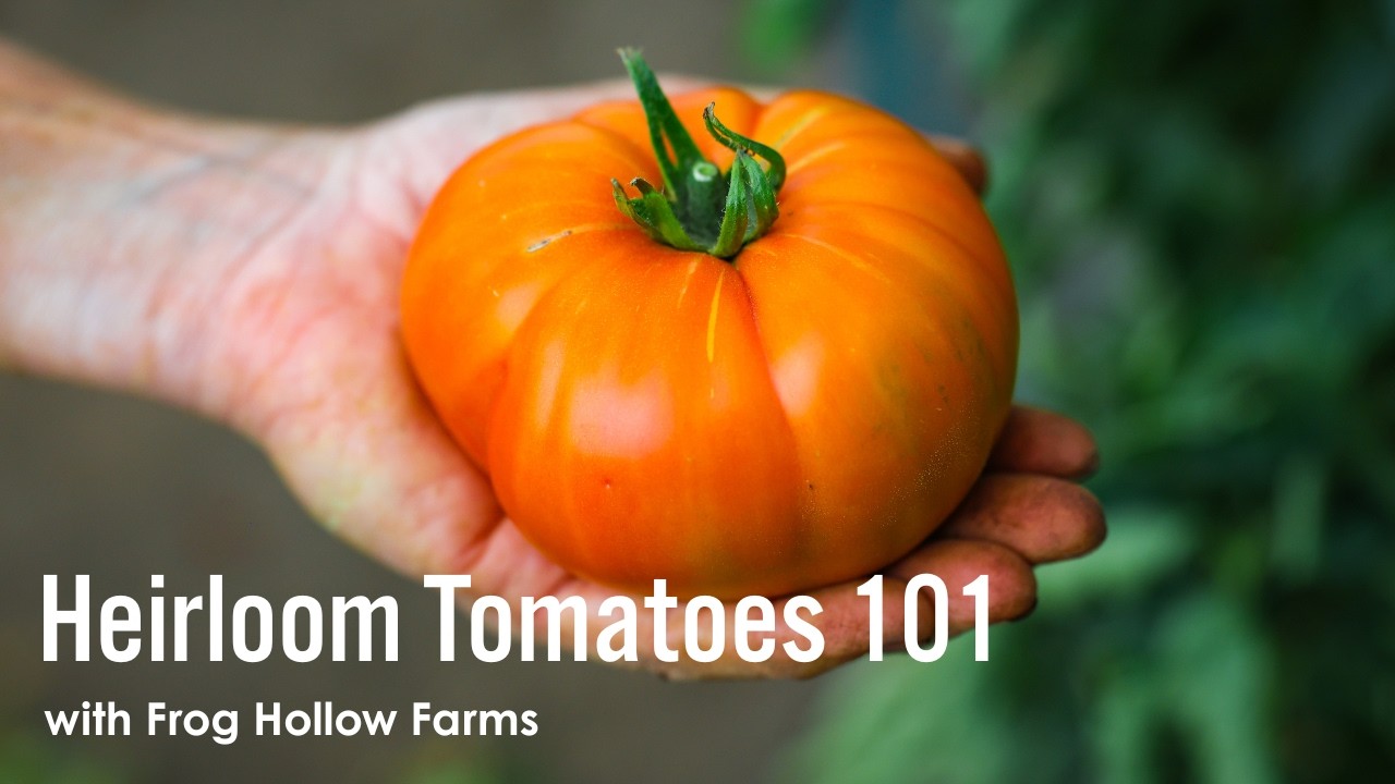 Heirloom Tomatoes 101: Why Flavor Comes First | Frog Hollow Farm | Metropolitan Market