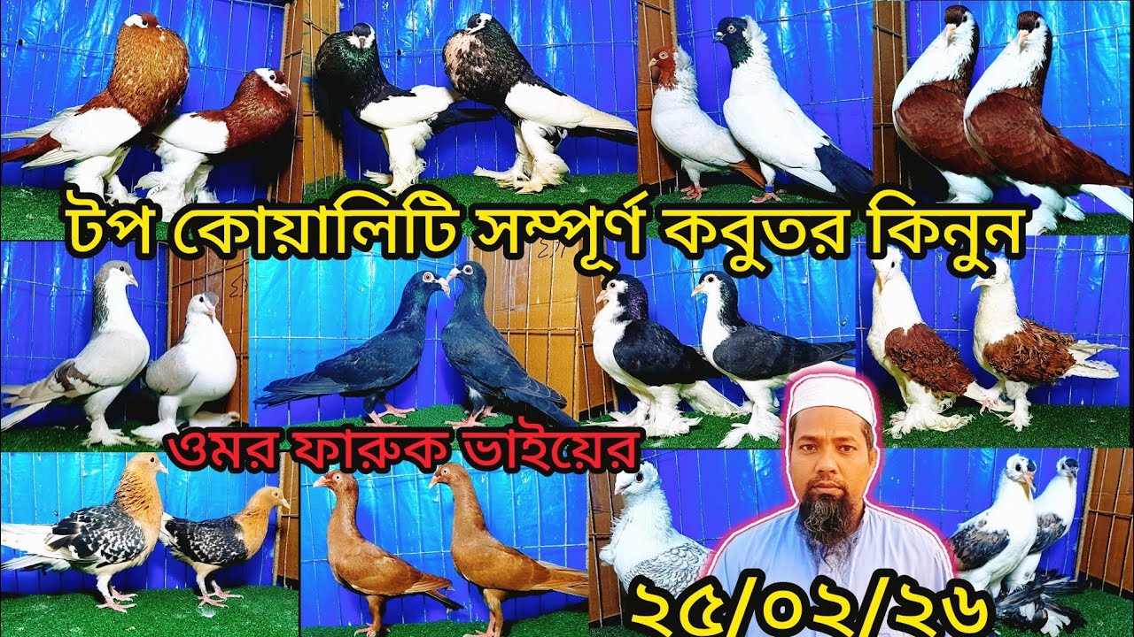 ওমর ফারুক ভাইয়ের কোয়ালিটির সম্পূর্ণ কবুতর কিনুন | pigeon video | কবুতর |