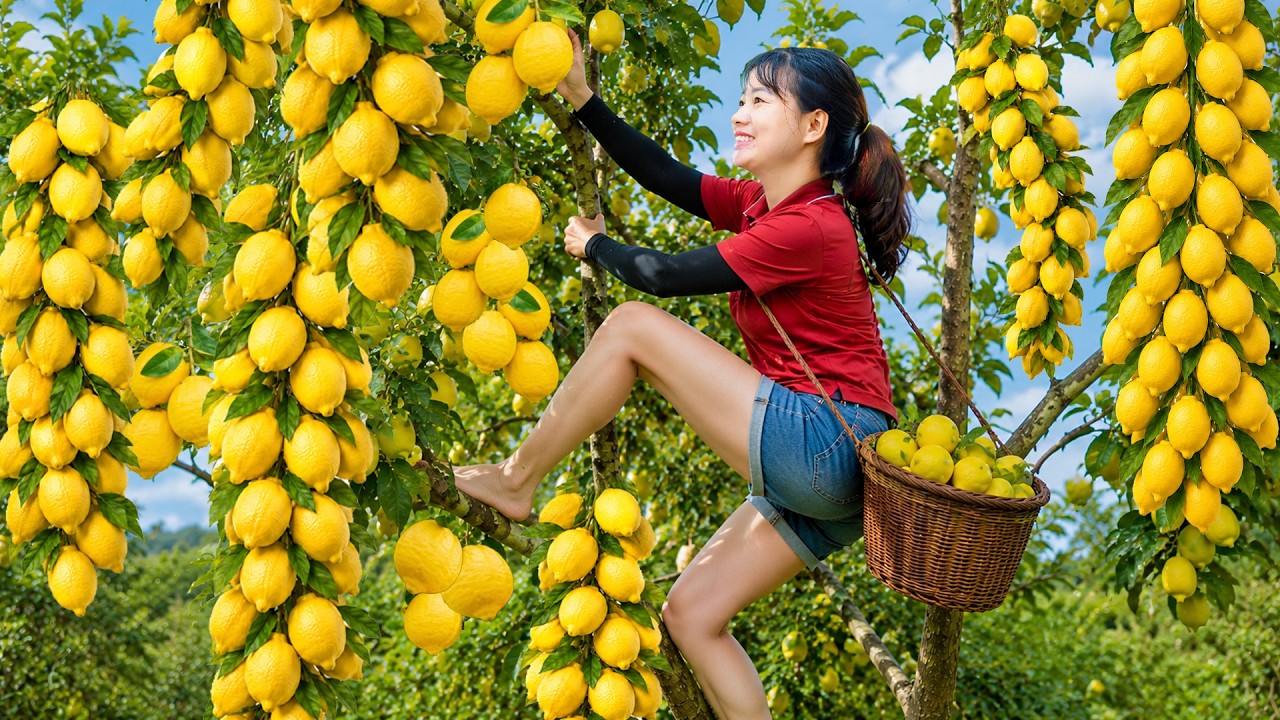 REWIND TIMELAPSE - Harvesting 1000+ Golden Tangerines from a Tree Loaded with Golden Fruit