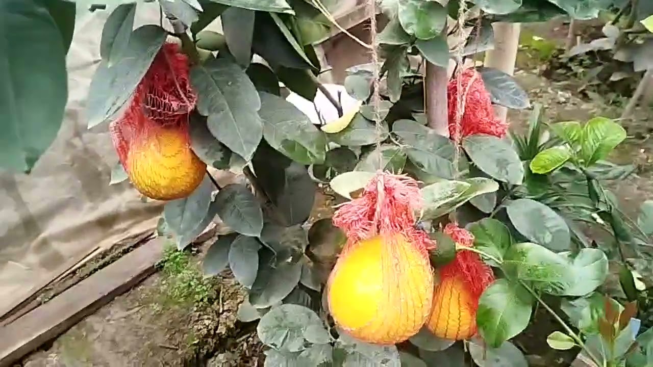 Лимонариий 22 декабря 