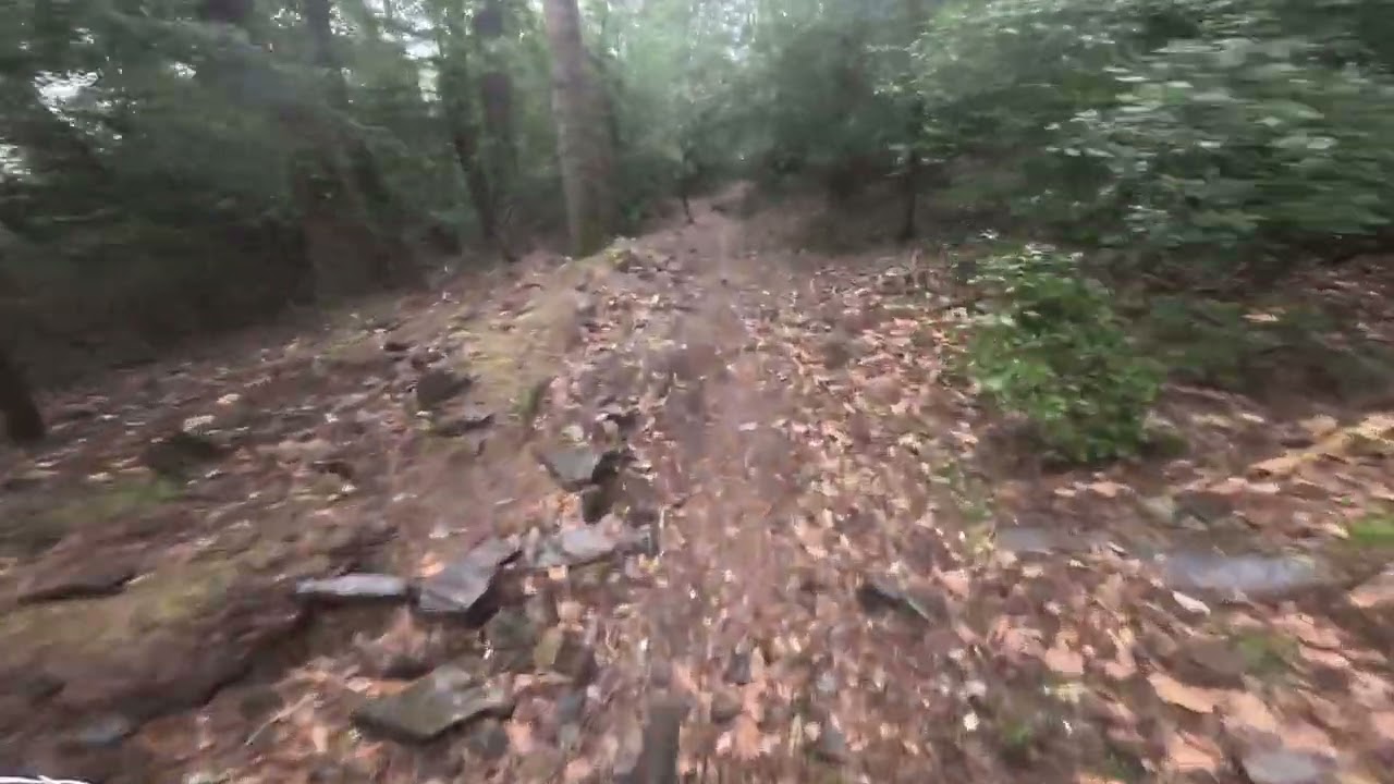 Fondo del bosque (Prades)