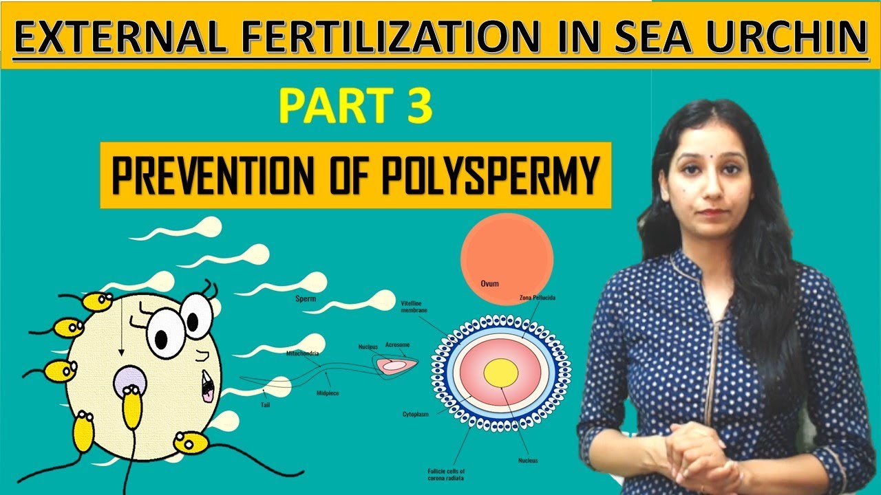 SER URCHIN EXTERNAL FERTIZATION I PART 3 I PREVENTION OF POLYSPERMY I Developmental Biology