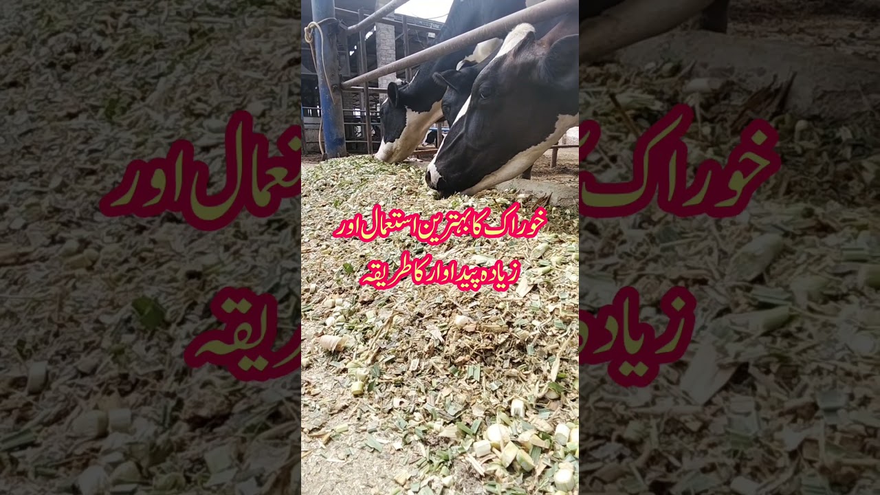 خوراک وہی، دودھ زیادہ #dairyfarming #cattledisease #Feedingofanimals
