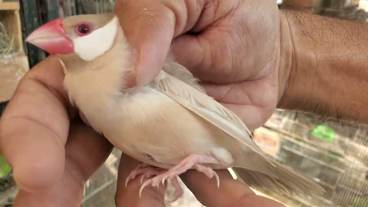 ExhiFawn/Pastel,ExhiHagoTCB,ClearWingHago,VioletExhi HagoBred