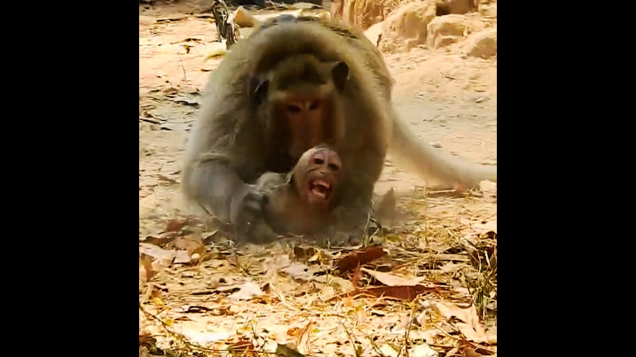 #newvideobabymonkeys