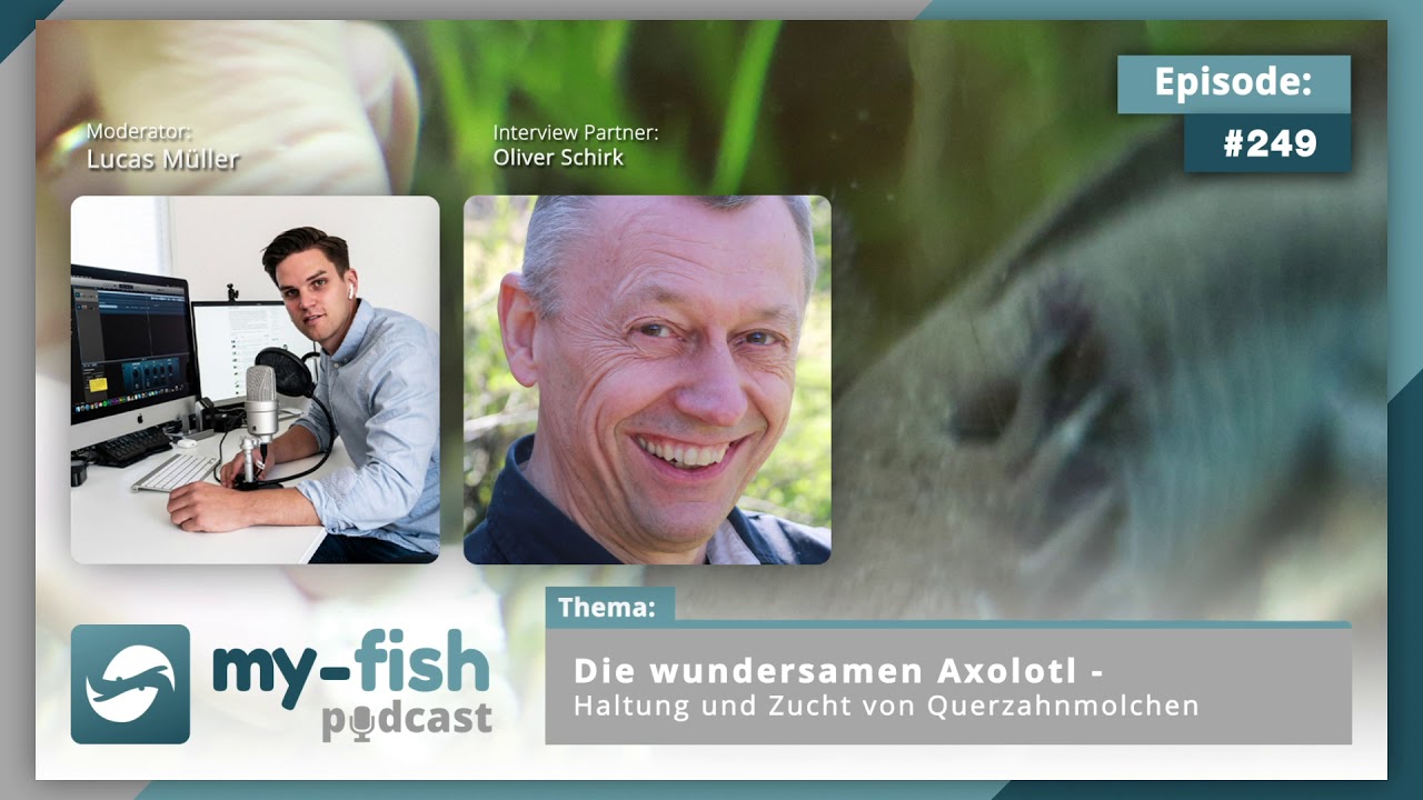 my-fish.org - Die wundersamen Axolotl - Haltung und Zucht von Querzahnmolchen ( Oliver Schirk )