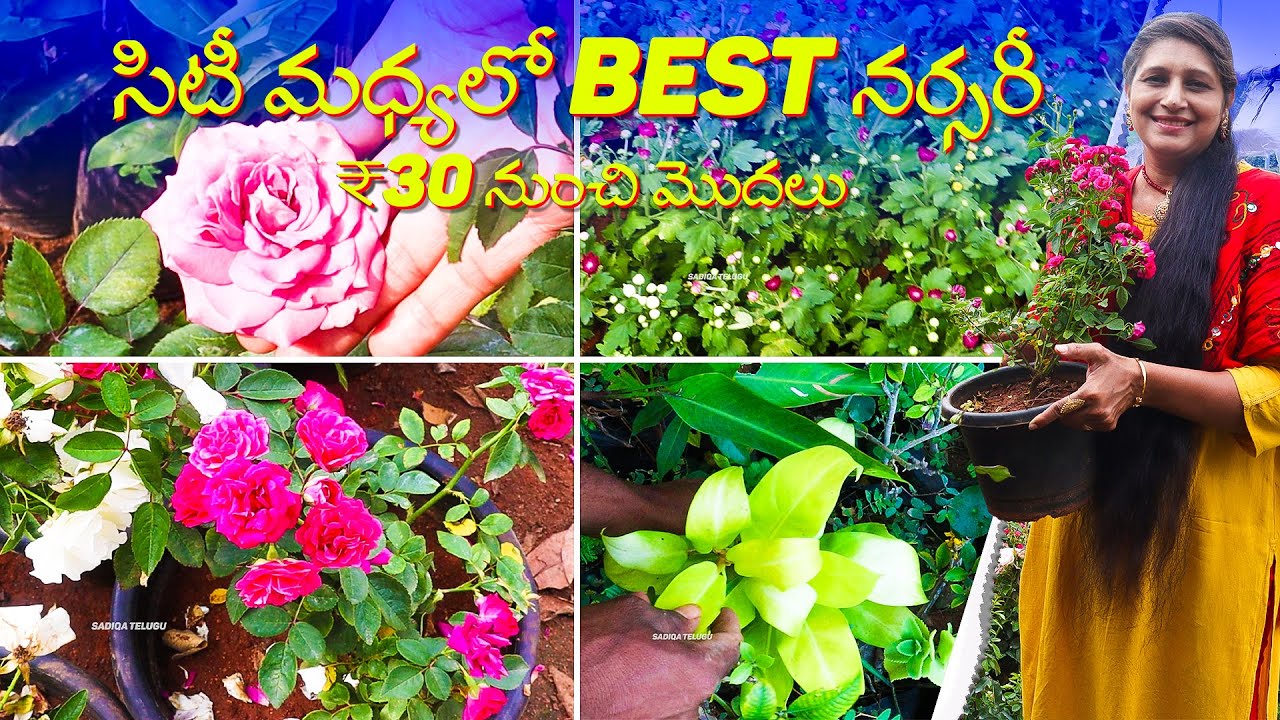 🔴Best Nursery in Hyderabad | Plant Prices Starting at ₹30 | Flower & Outdoor Plants