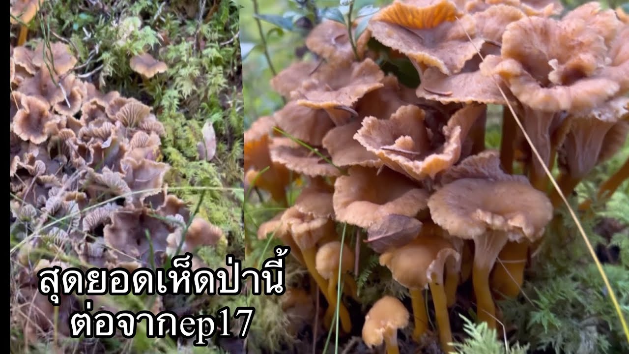 ep18#สุดยอดเห็ดป่านี้ต่อจากep17