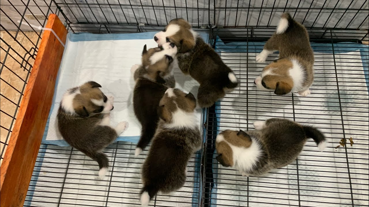 corgi 28 ngày tủi