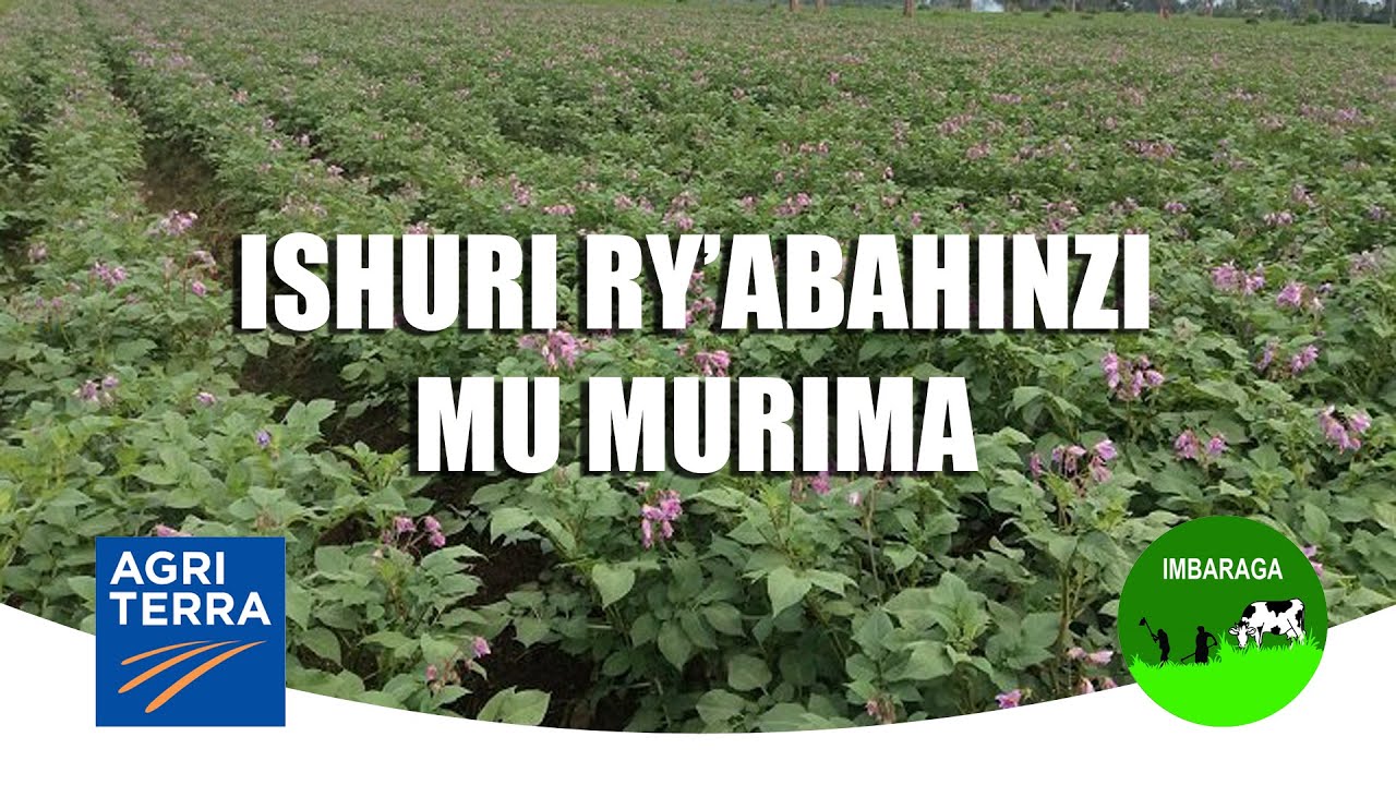 Ishuri ry'abahinzi mu murima(AGRITERRA & IMBARAGA)