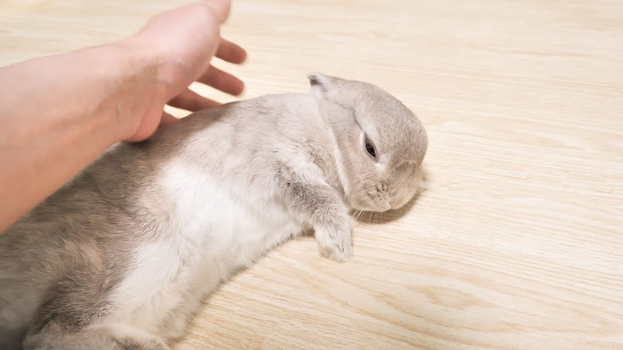 たくさんなでてもらわないと不貞腐れちゃうウサギさん