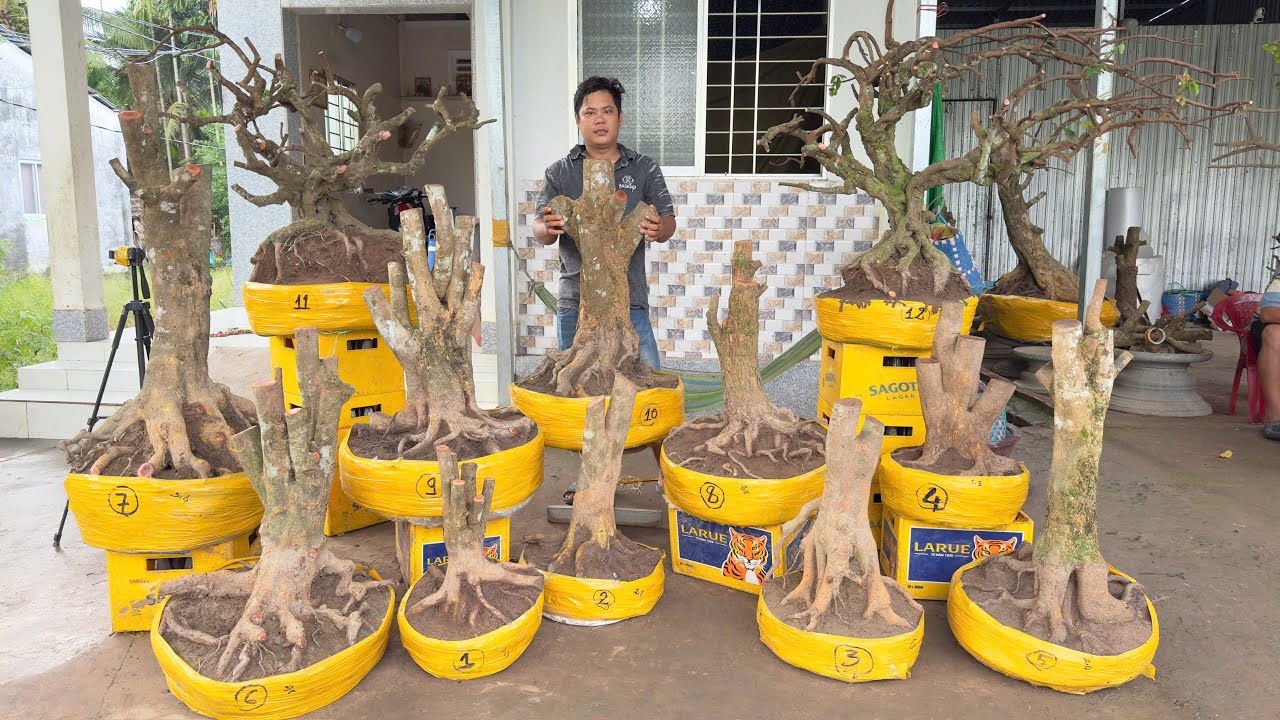 PH&Ocirc;I MAI V&Agrave;NG ng&agrave;y 23/10/2O25 (#O377886760 C&Oacute;) PH&Ocirc;I MAI TỨ QU&Yacute;, KHẾ G&Acirc;N -  @bonsai Can Tho