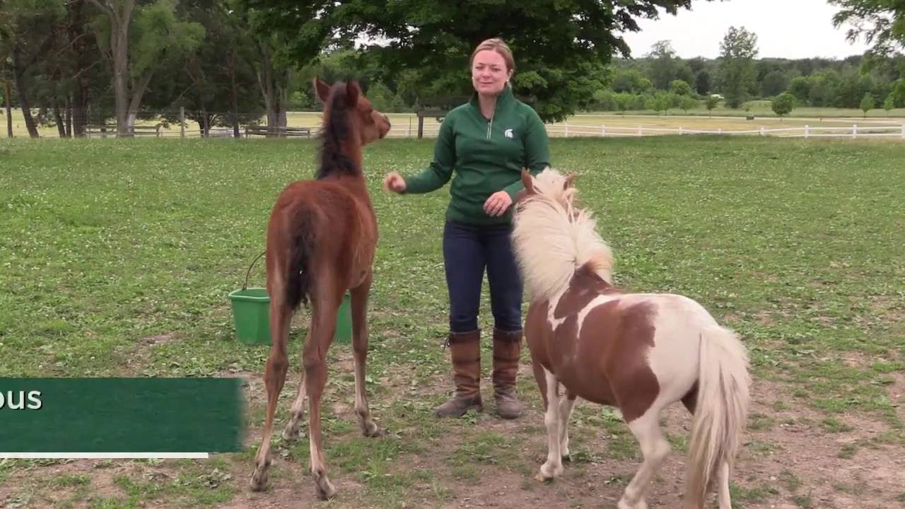 MSU Raising an Orphan Foal