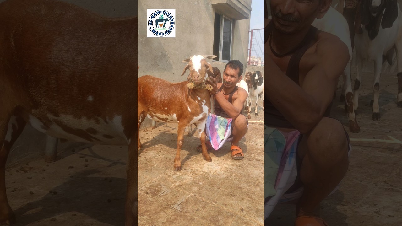 Barbari khassi 2023 kolkata #shorts