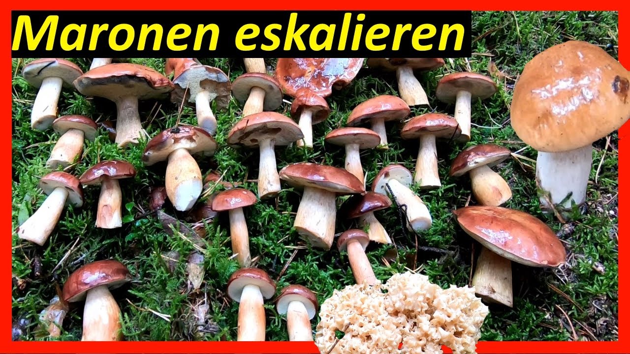Maronenröhrlinge eskalieren im Nadelwald - Glucken und Steinpilze auch am Start