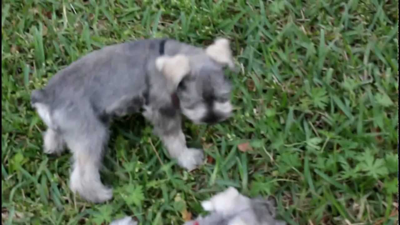 Mini Schnauzer Puppies Playing in Backyard