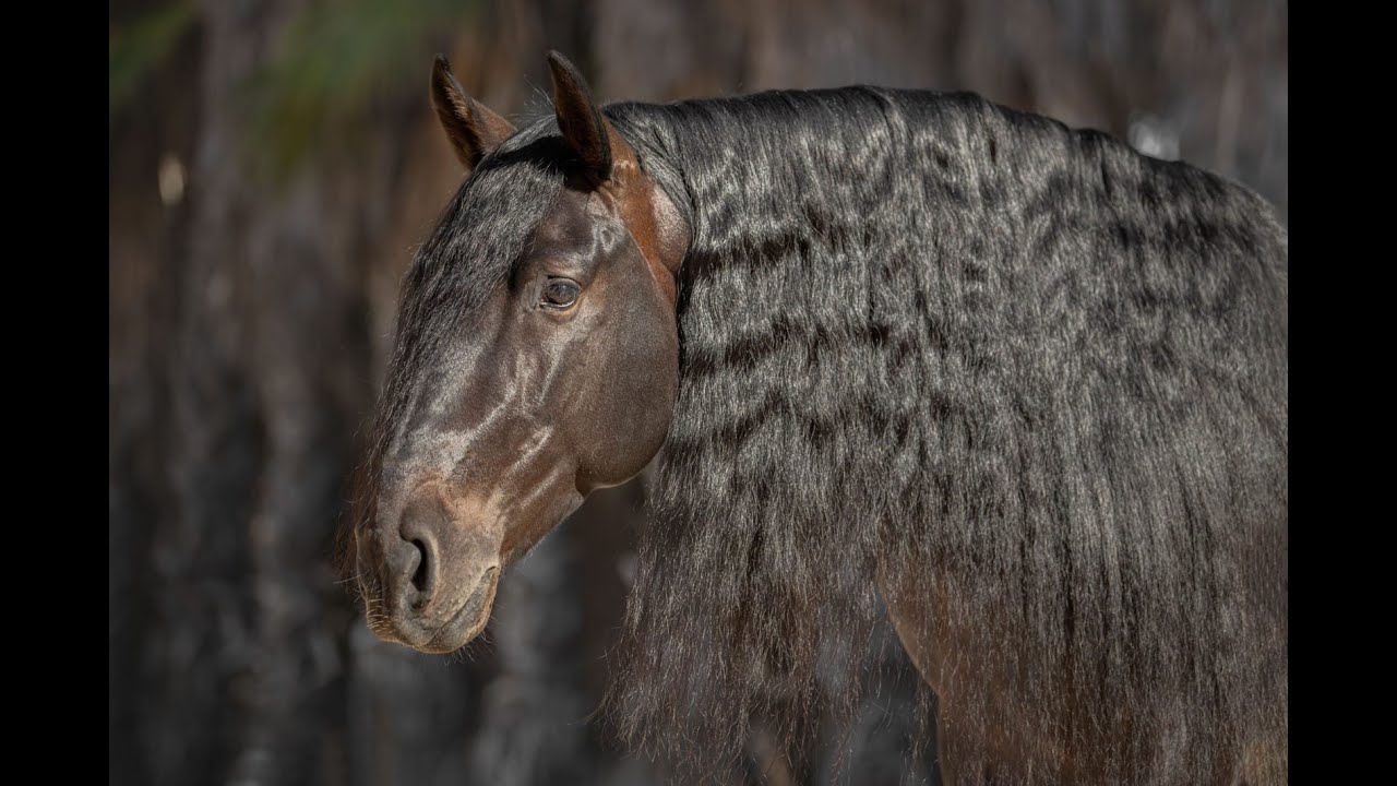 Beautiful PRE stallion, piaffe, passage, spanish walk