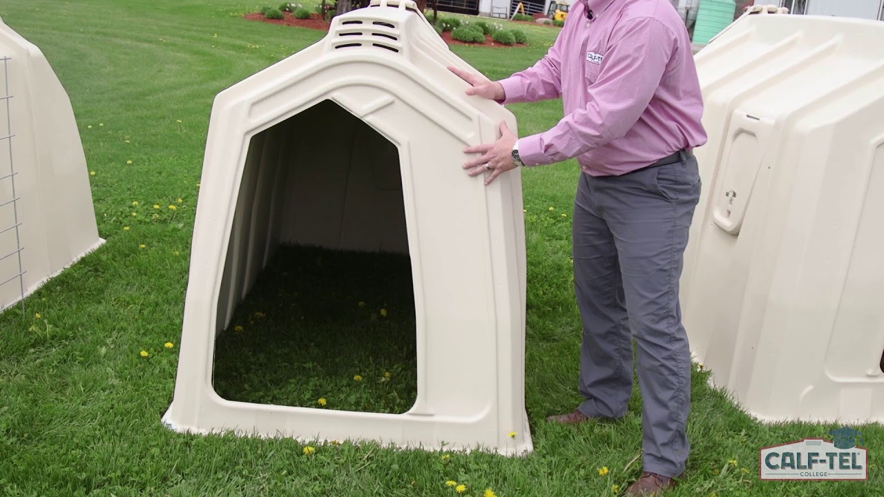 Calf-Tel hutches are popular housing options for raising calves