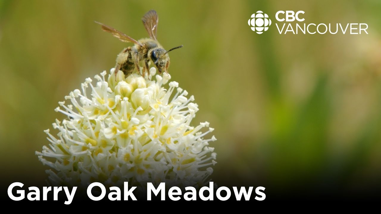 This endangered ecosystem is home to tons of rare plants | Creator Network