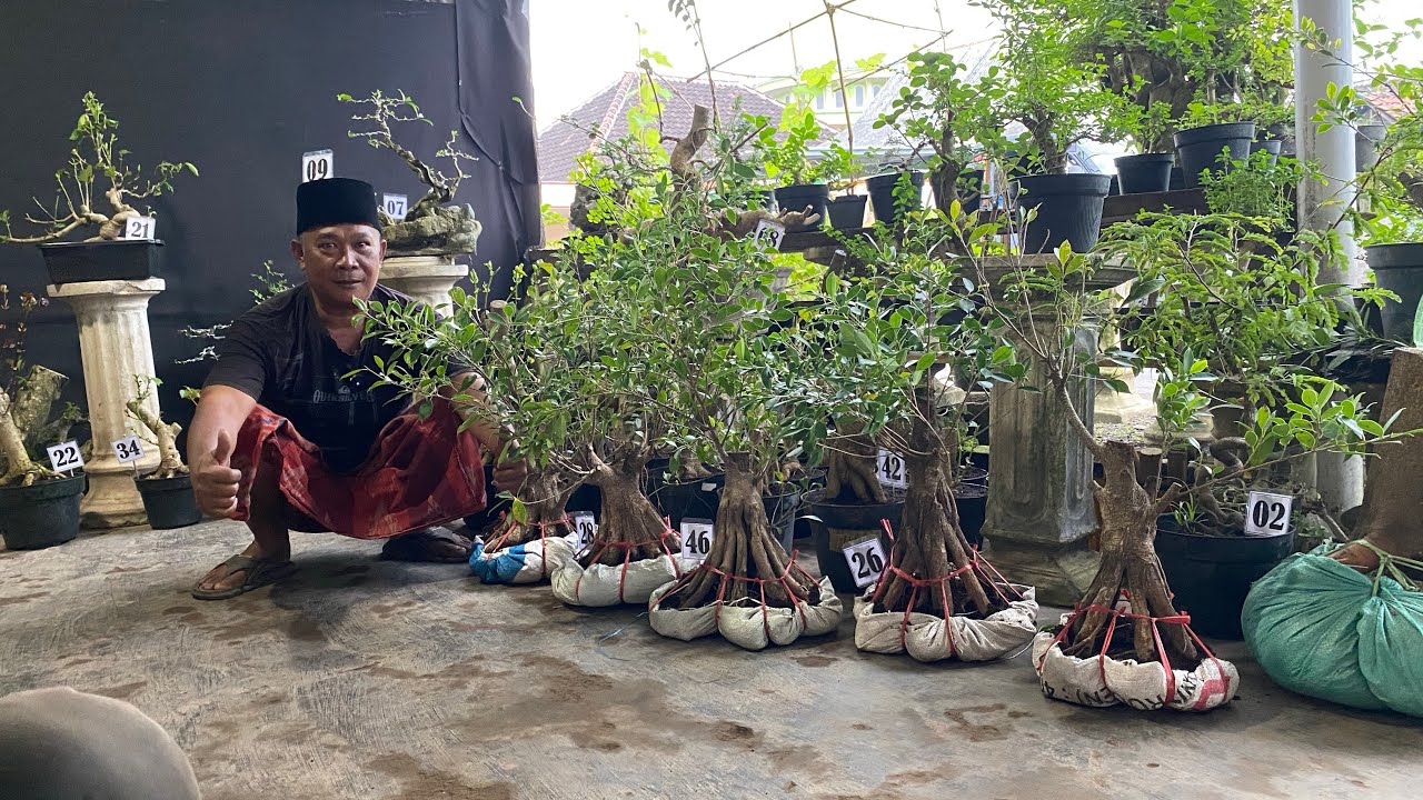 REVIUW BAHAN BONSAI PAKET OLENG BERSAMA CAK KAMIL😱😱😱😱 MINAT WA 085150612663