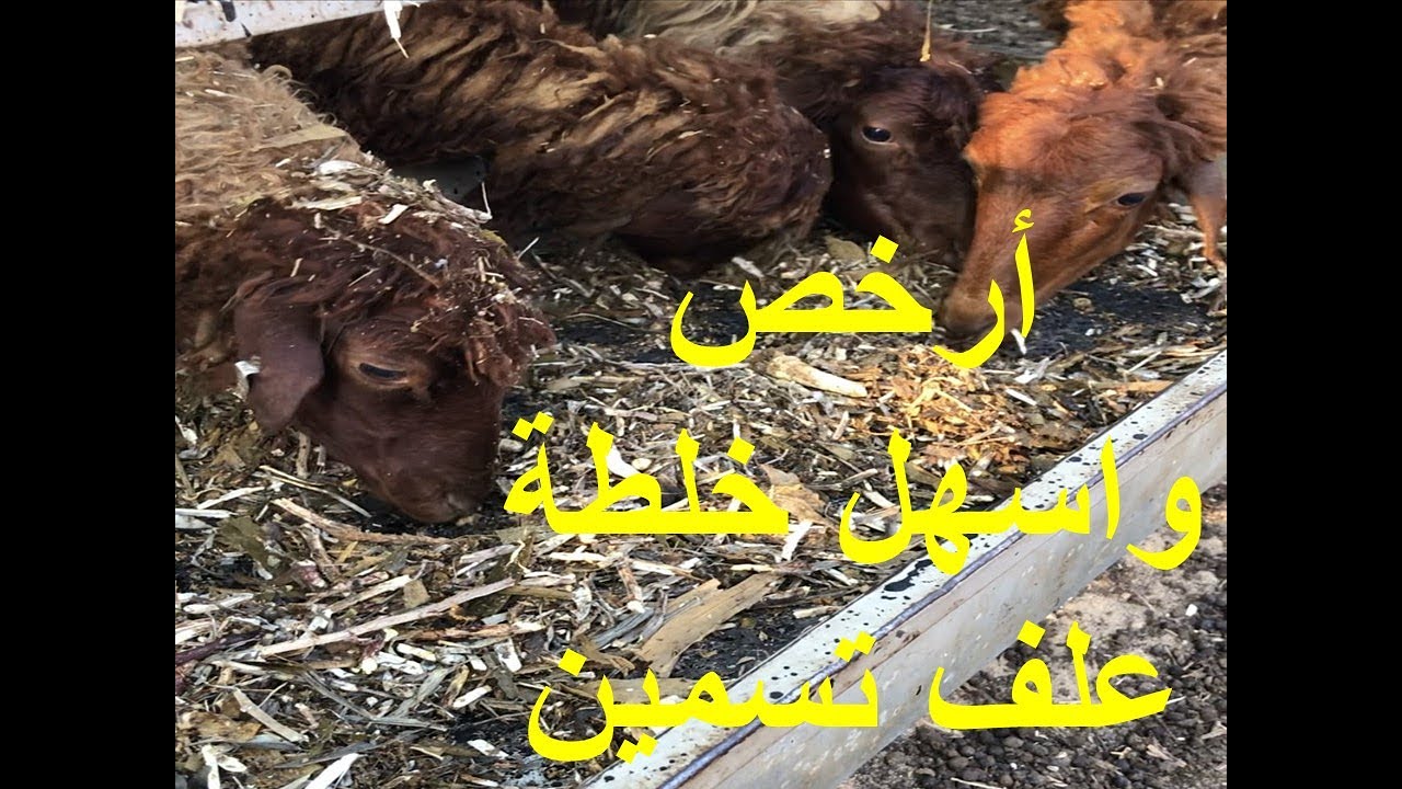 اسهل وارخص خلطة علف مشروع  تسمين اغنام وماعز بأعلى نسبة بروتين الحلقة الثامنة