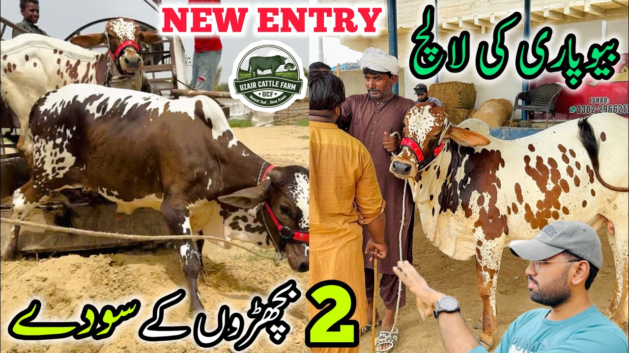 Beopari Ki Lalach | New Entry At UCF | 2 Bachro K Soday | Uzair Cattle Farm