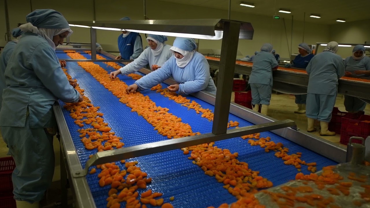 Fruiterra Canned Mandarin Segments Production