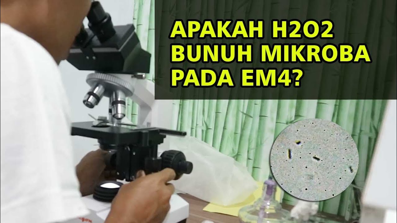 Uji Mikroskop, Apakah H2O2 Membuat Mikroba EM4 Mati?