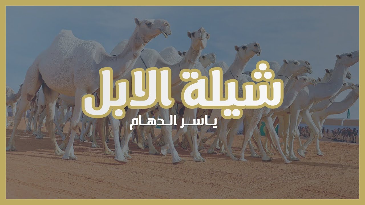 شيلة الابل | للشاعر : عبدالرحمن بعيجان السليمي | أداء المنشد : ياسر الدهام