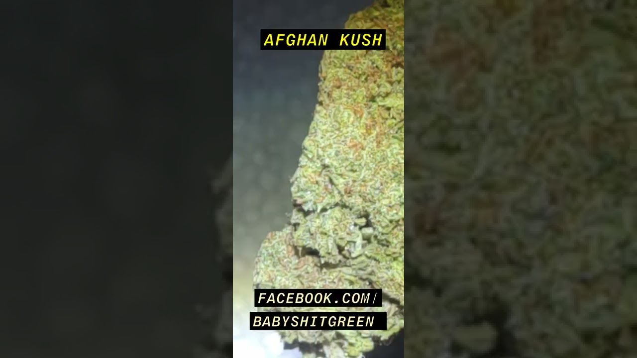 Afghan Kush Marijuana Strain.