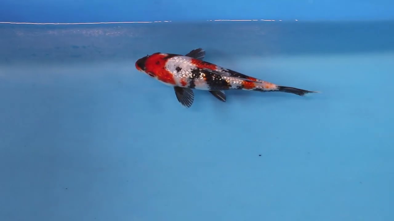 Learn more about Japanese Koi Carp varieties - New Elite Koi Stock Varieties explained
