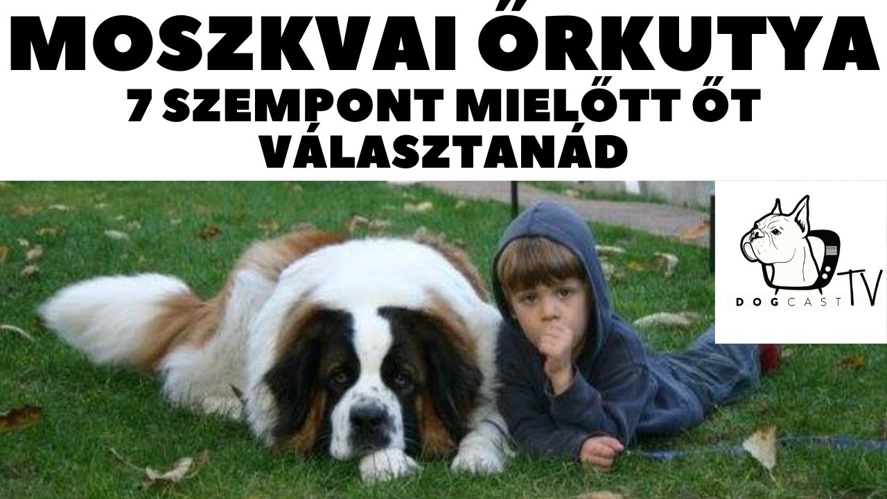 Mielőtt kutyát vennél - MOSZKVAI ŐRKUTYA - 7 fontos szempont!  DogCast TV!