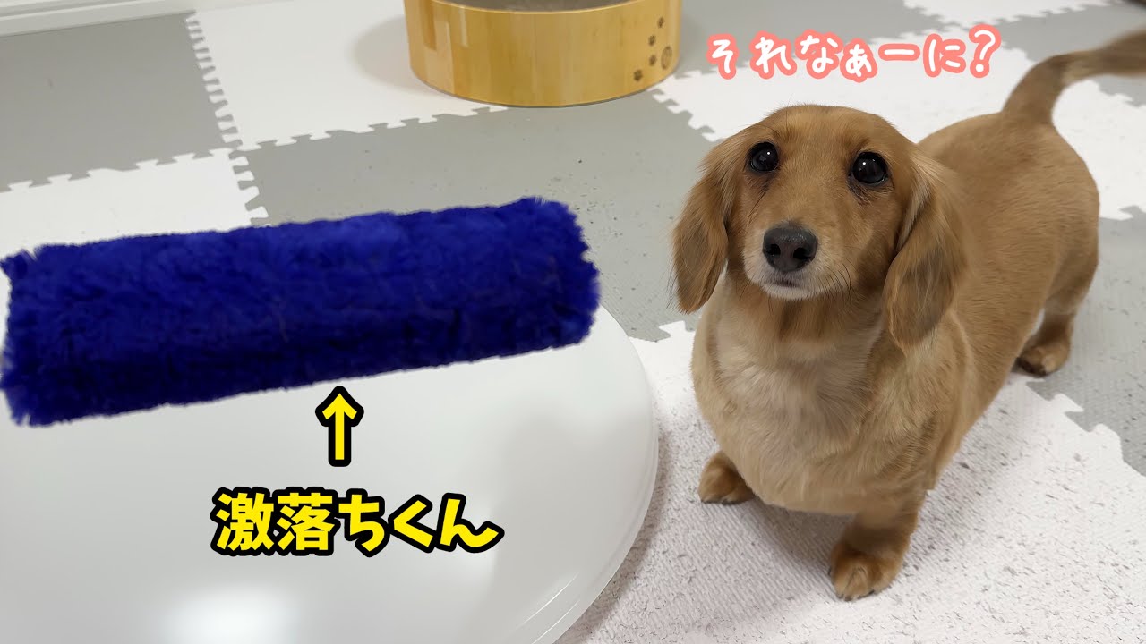 【年末大掃除2025】玩具よりもパパが大好きな甘えん坊犬がこちら♡│新年のご挨拶