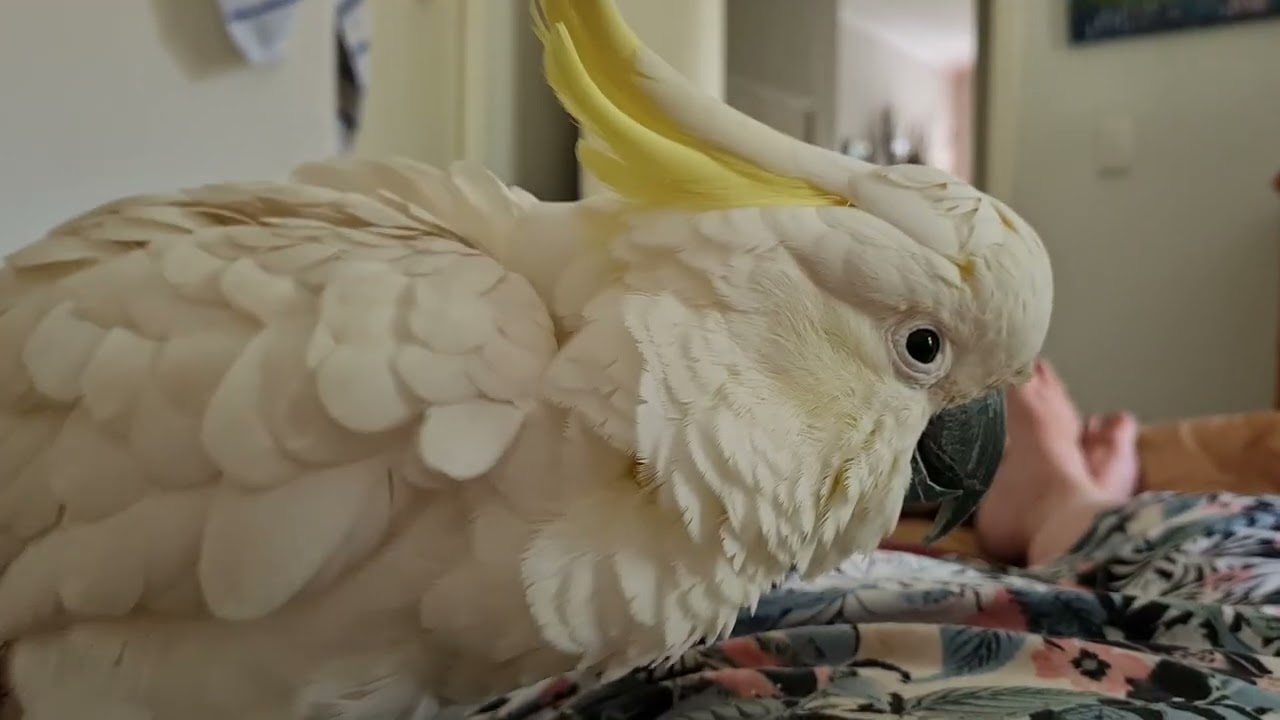 cockatoo love rubs
