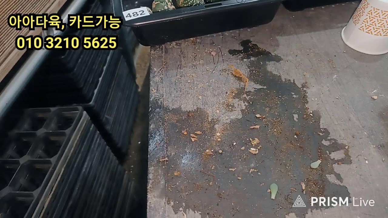 2월18일  2부  마쏘니아.불두옥.아프리카식물 .에커 등등  구경 오세요 ~~~~~