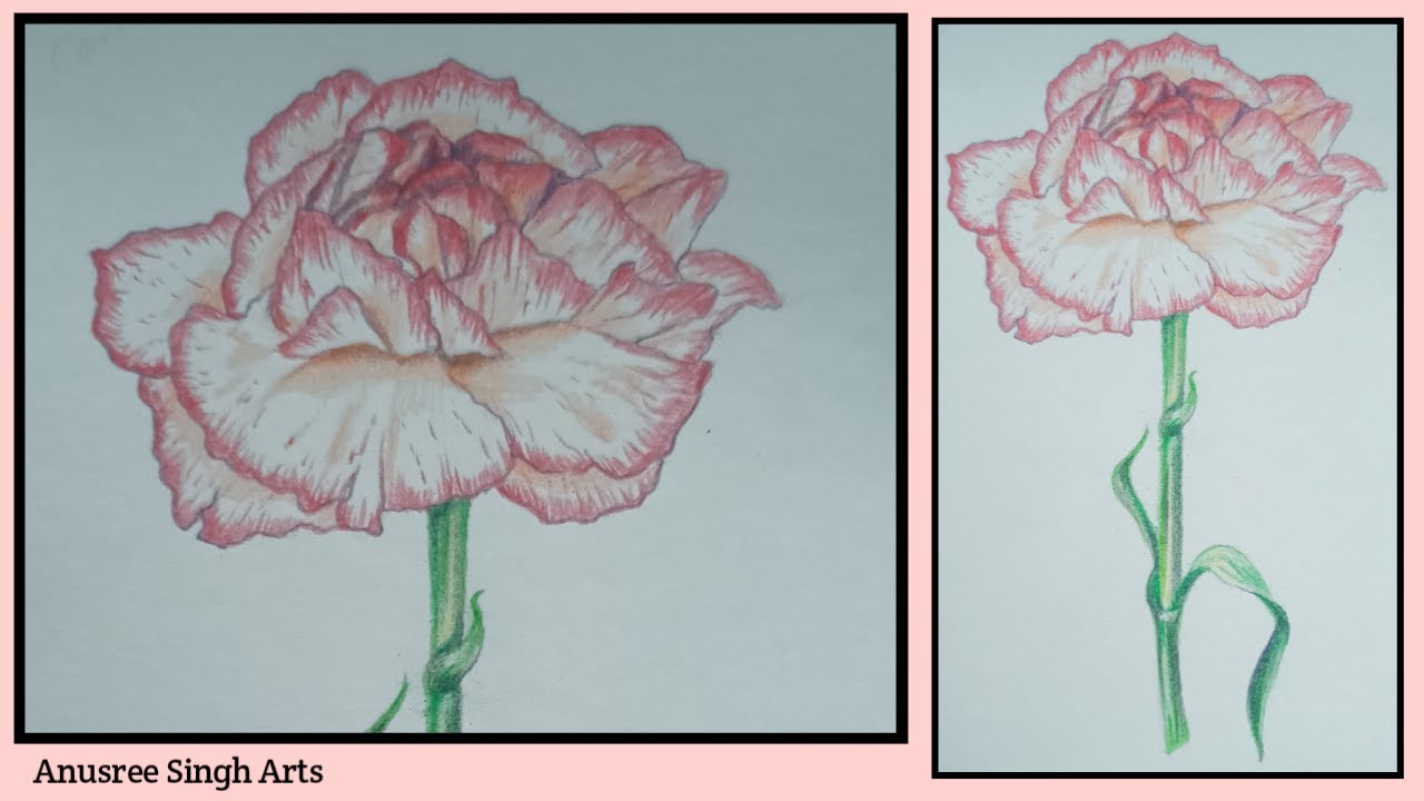 Botanical illustration: Carnation. Carnation flower drawing. How to draw flower using colour pencil.