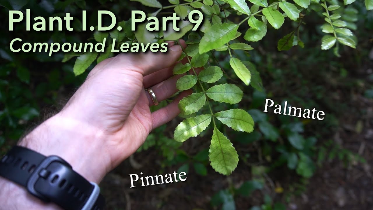 What is a compound leaf? | Plant I.D. Part 9
