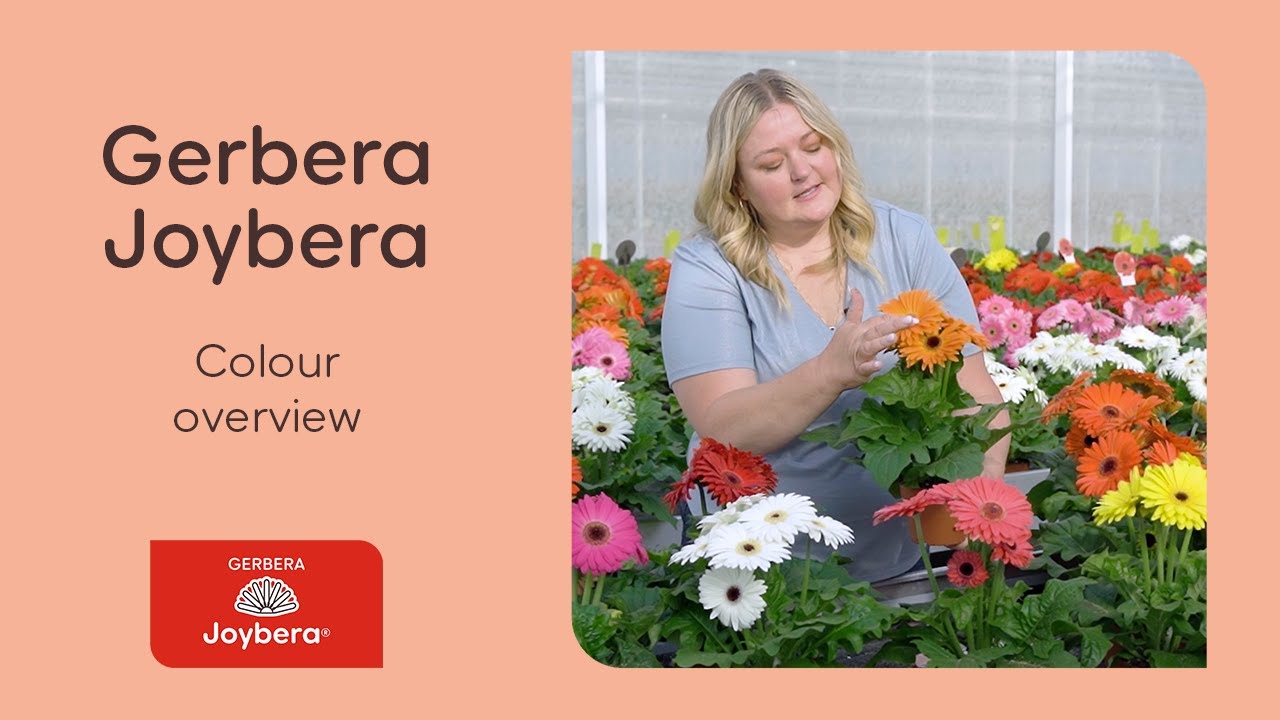 Gerbera jamesonii Joybera colours