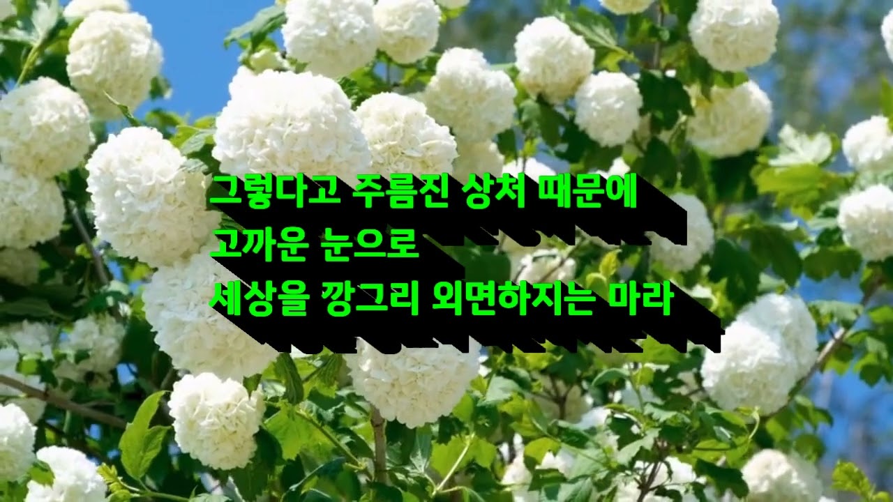 흔들리며 피어나는 인생 / 이연재