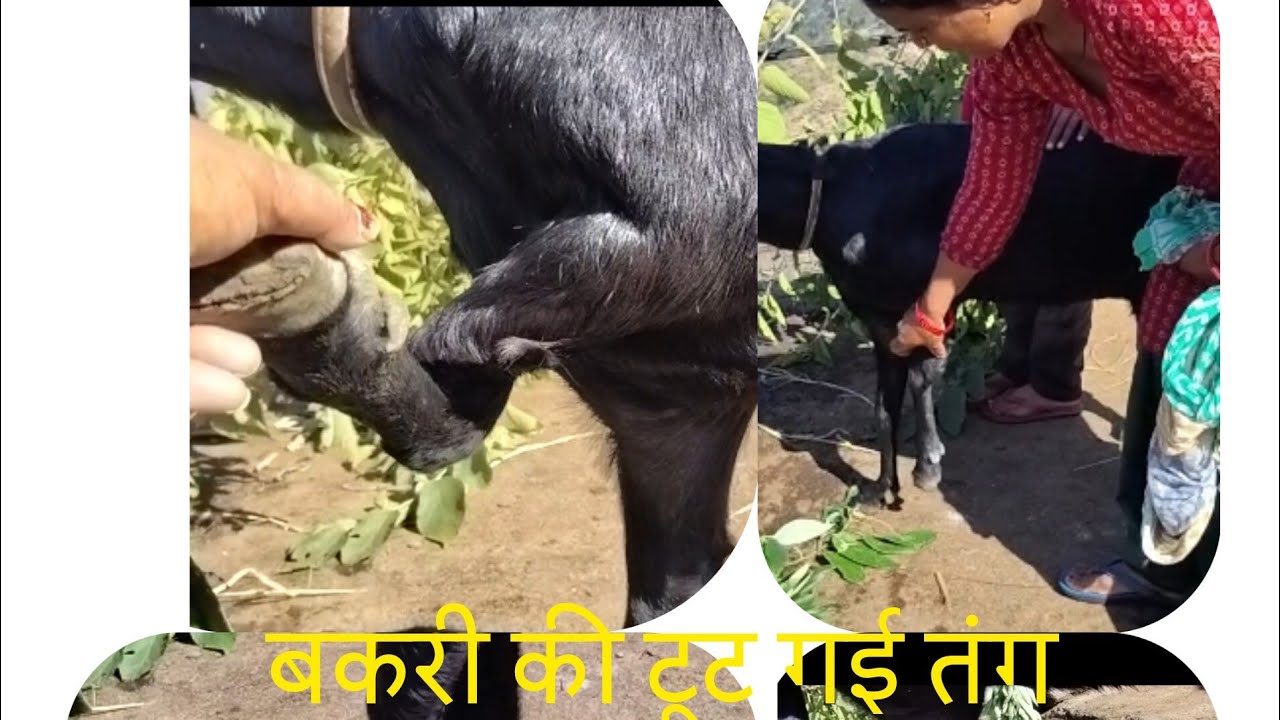 आज हमारा बहुत नुकसान हो गया हमारी बकरी की टांग टूट गई 